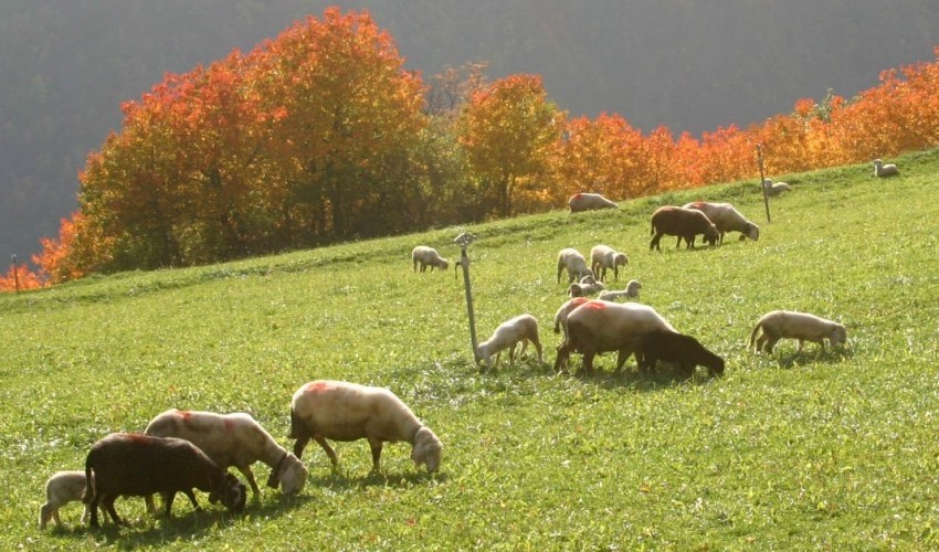 Etappe 1 von 8 Meraner Höhenweg im Naturpark Texelgruppe Offizielle